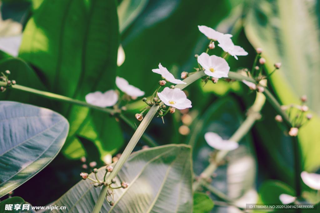 花卉