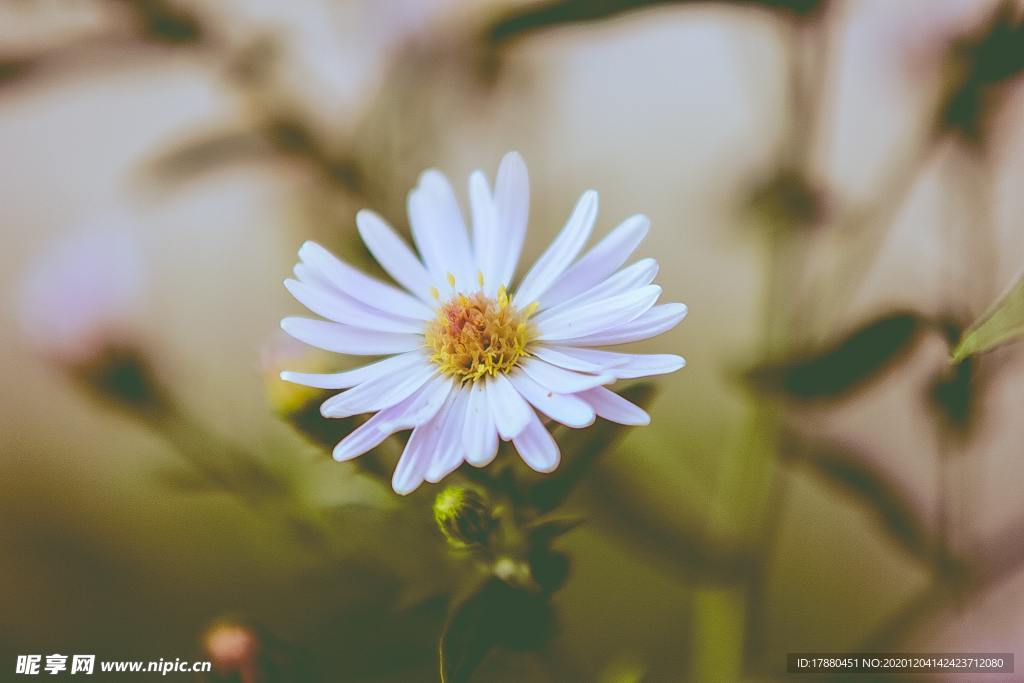 花卉