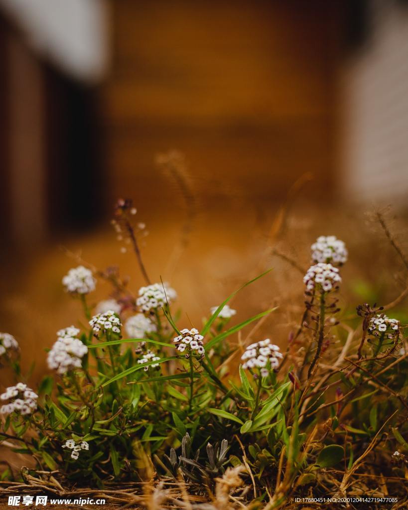 花卉
