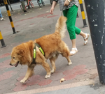 宠物狗
