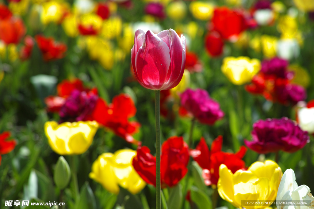 郁金香花