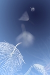 蒲公英