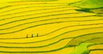 梯田