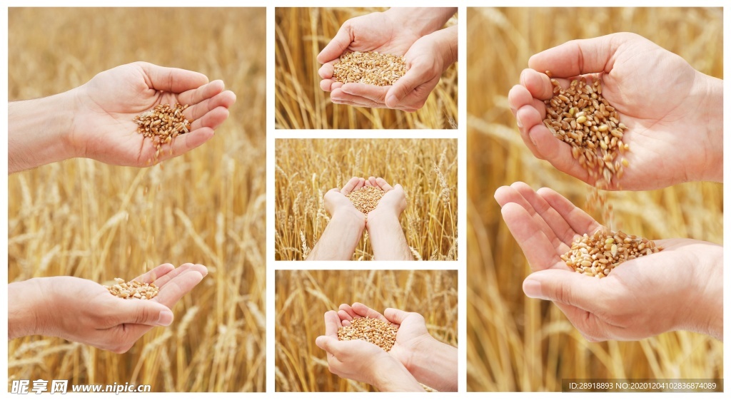 小麦稻谷