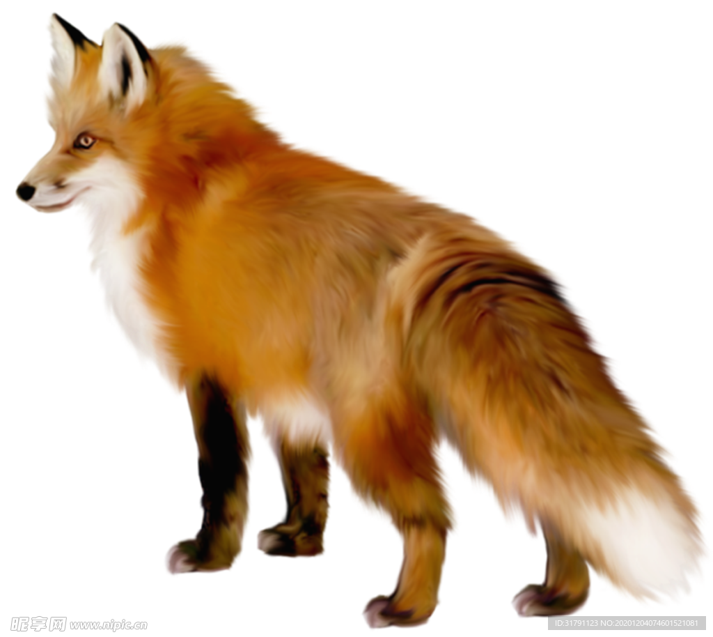 狐狸