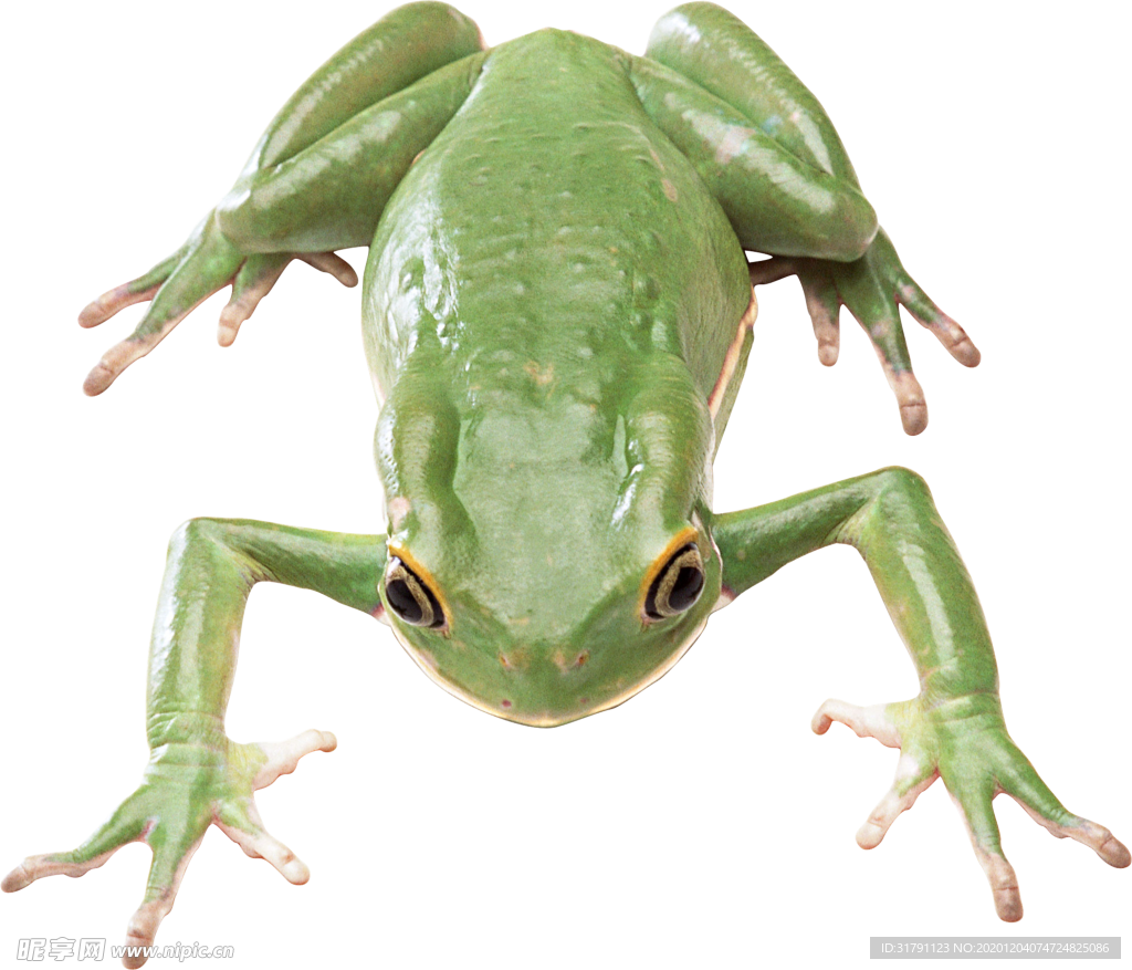 青蛙