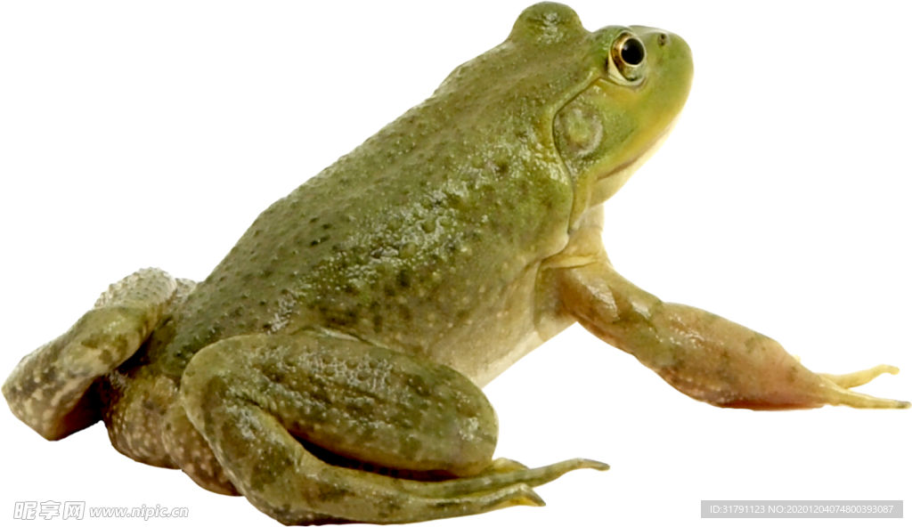 青蛙