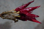 辣椒
