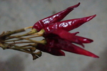 辣椒