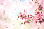 手绘樱花