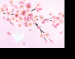 手绘樱花