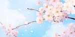 手绘樱花