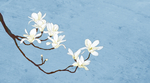 手绘樱花