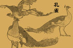 线描孔雀
