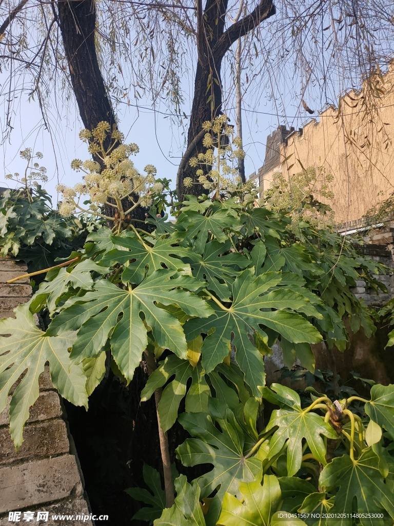 罗伞