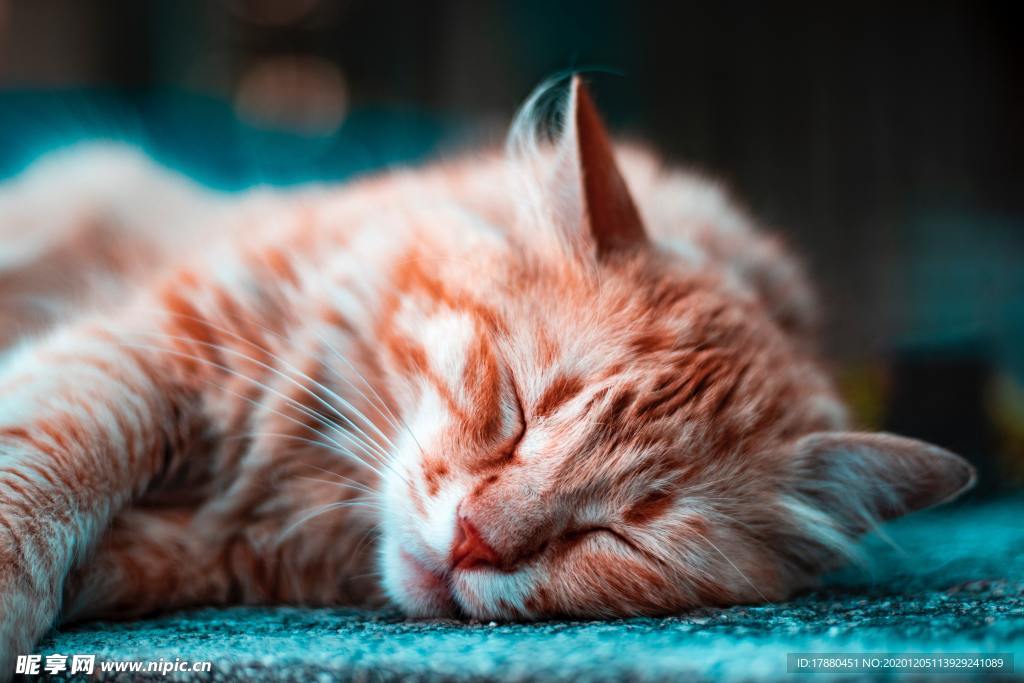 猫
