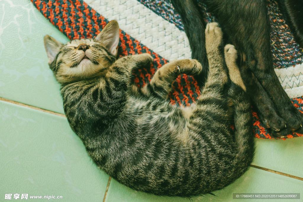 猫