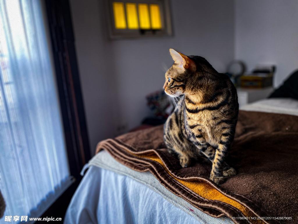 猫