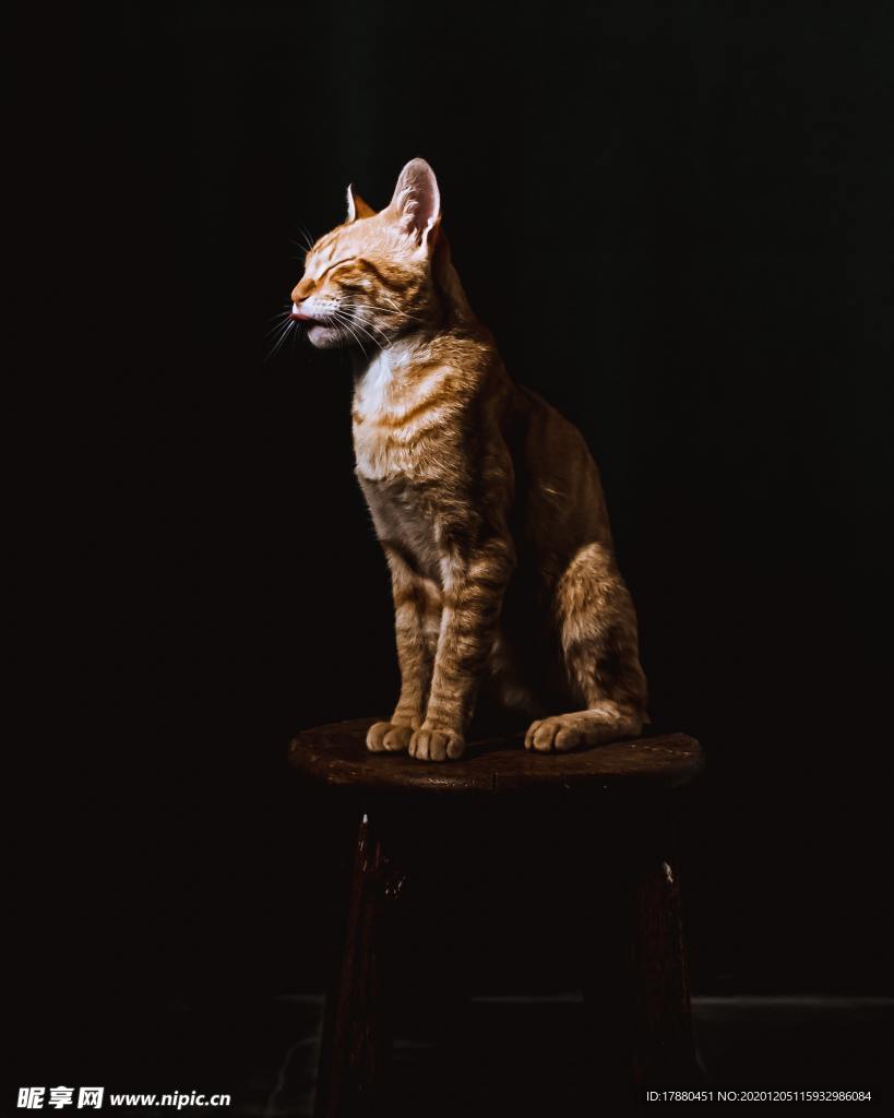 猫