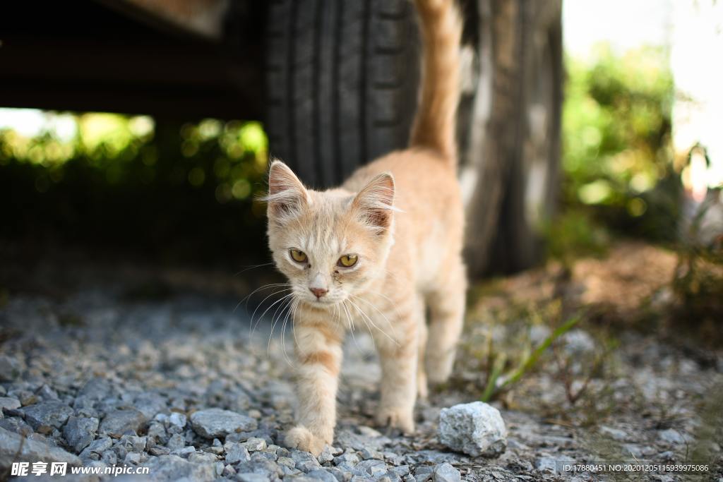 猫