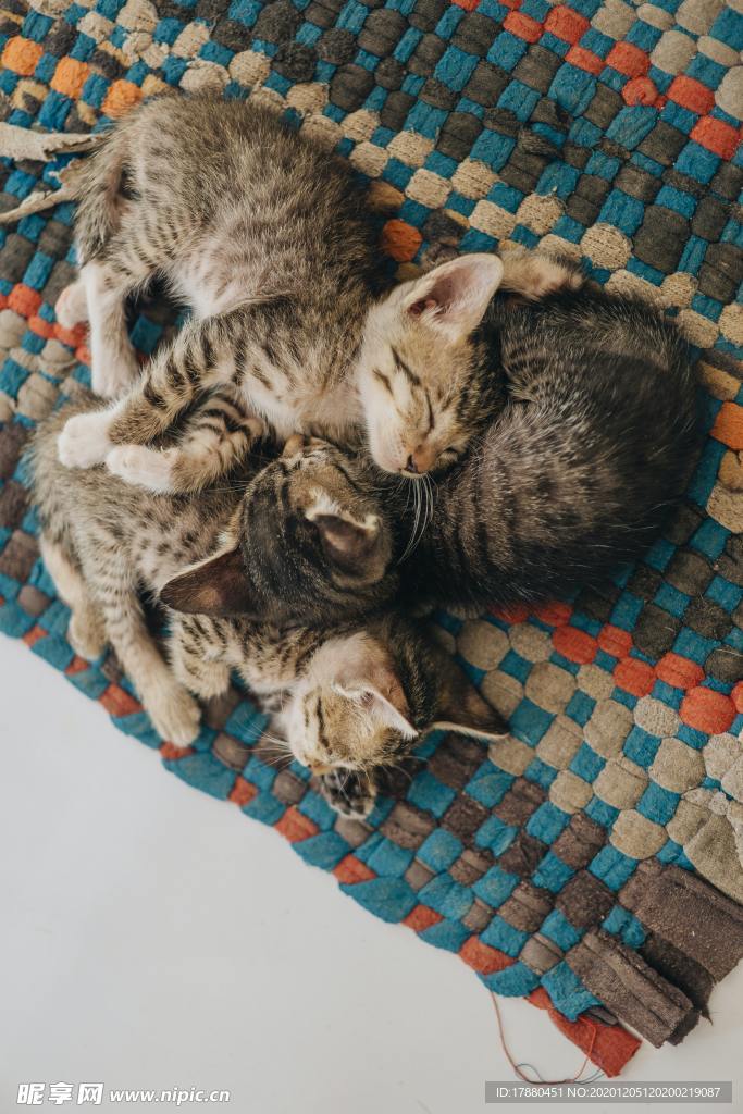 猫