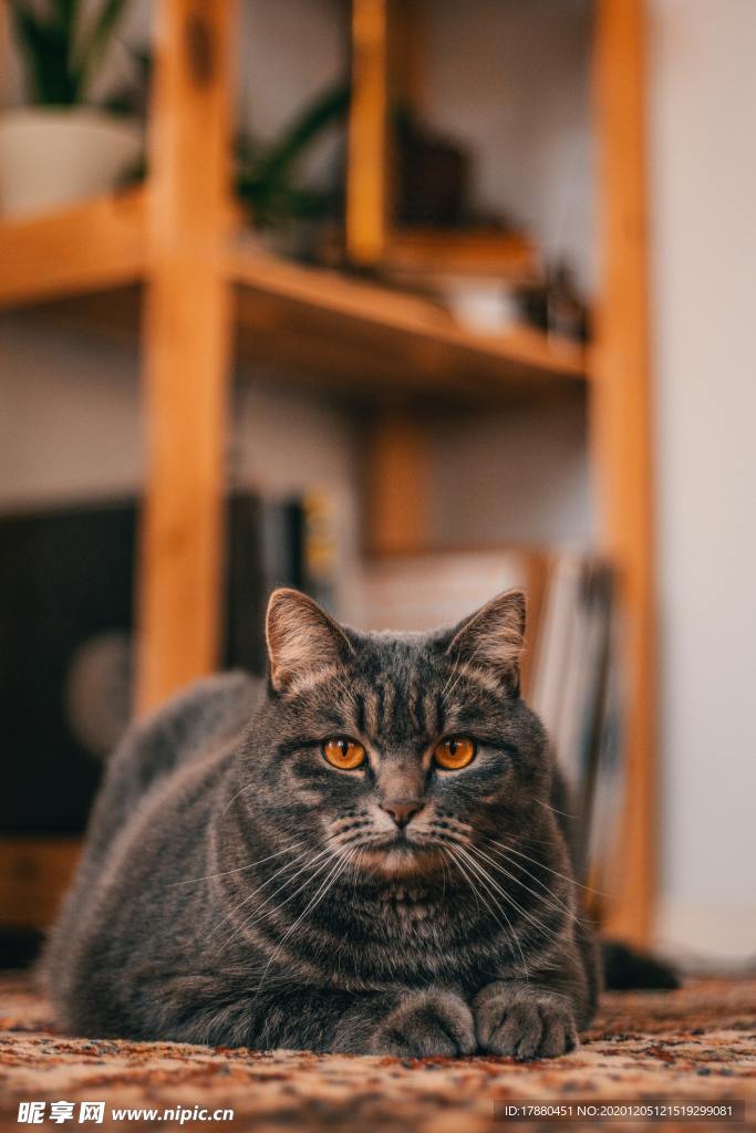猫