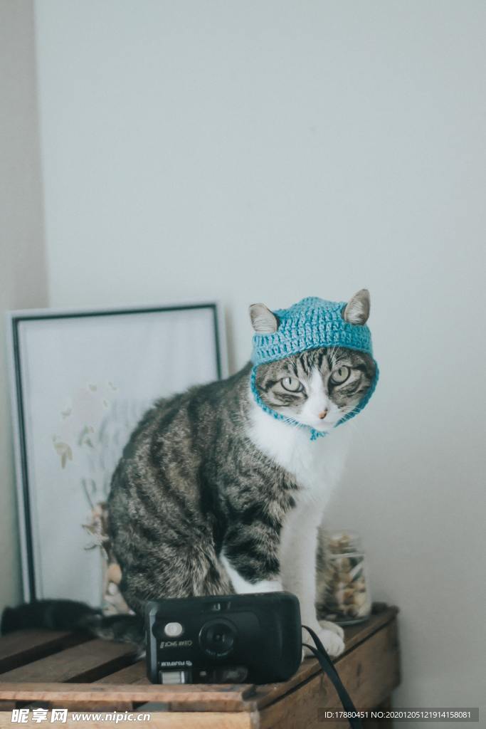 猫