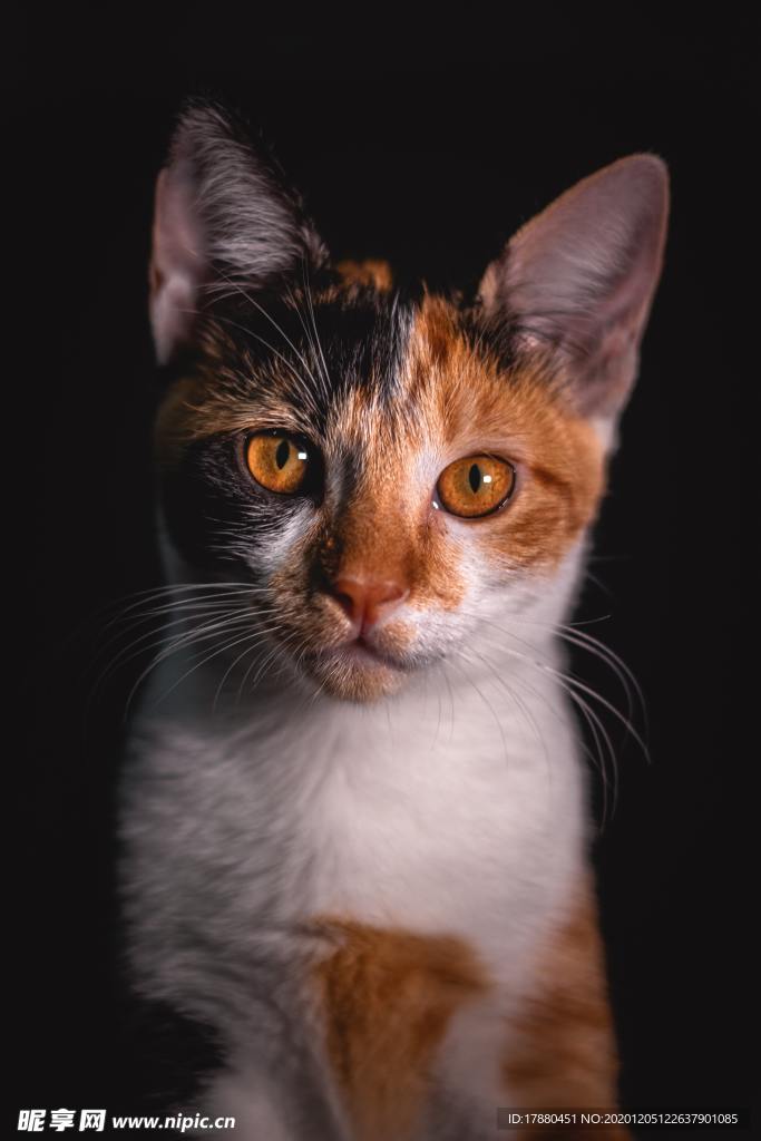 猫 宠物 家猫 慵懒 萌宠 小