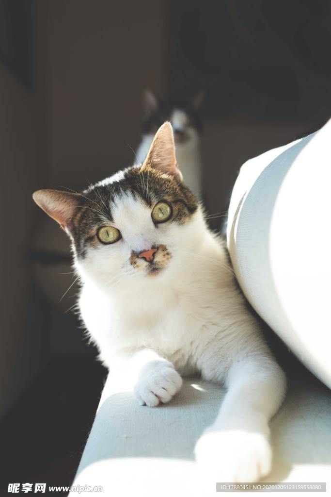 猫
