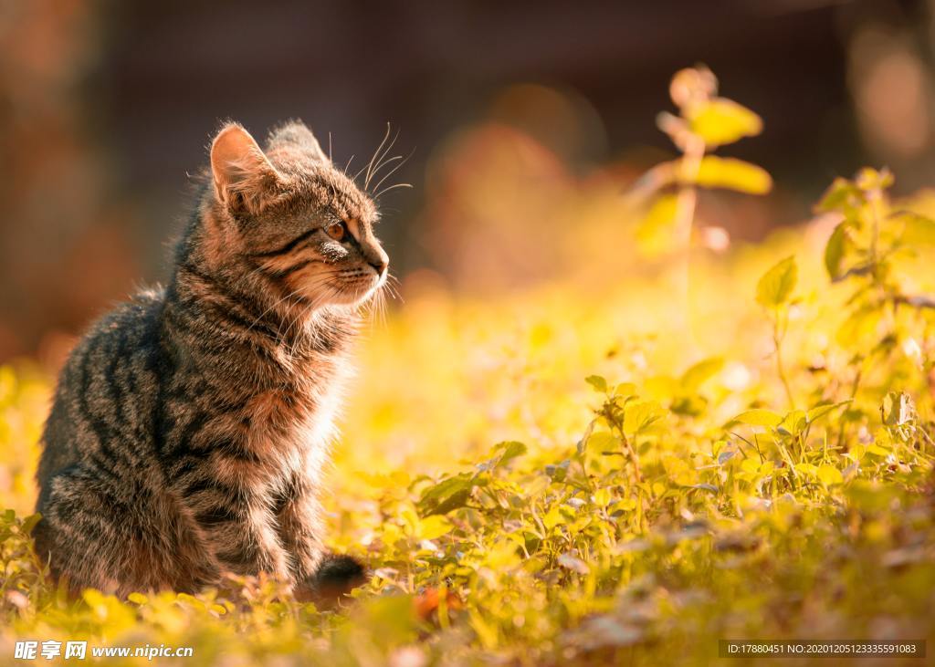 猫