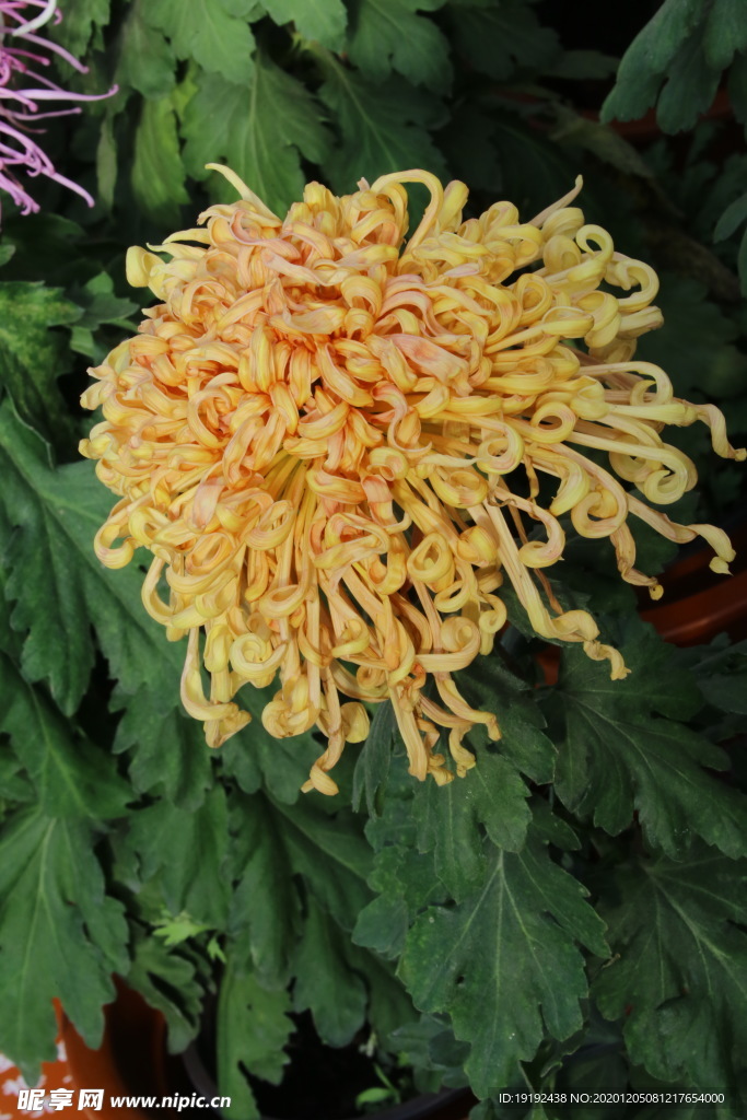 菊花