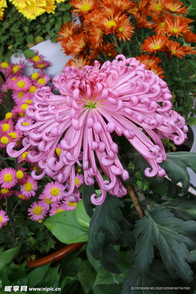 菊花