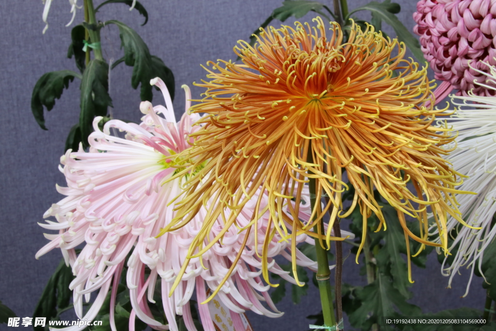 菊花