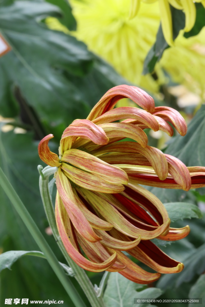 菊花