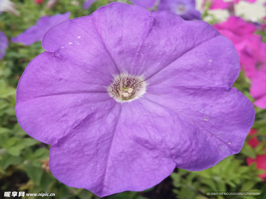 花