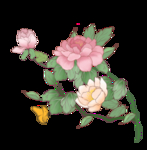 牡丹花插画素材