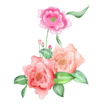 手绘牡丹插画