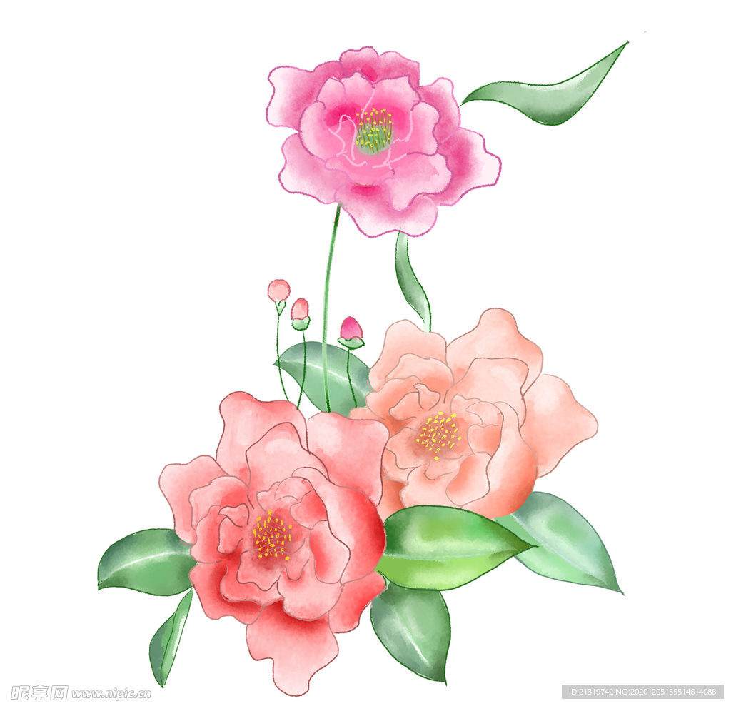 手绘牡丹插画