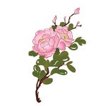 牡丹手绘素材