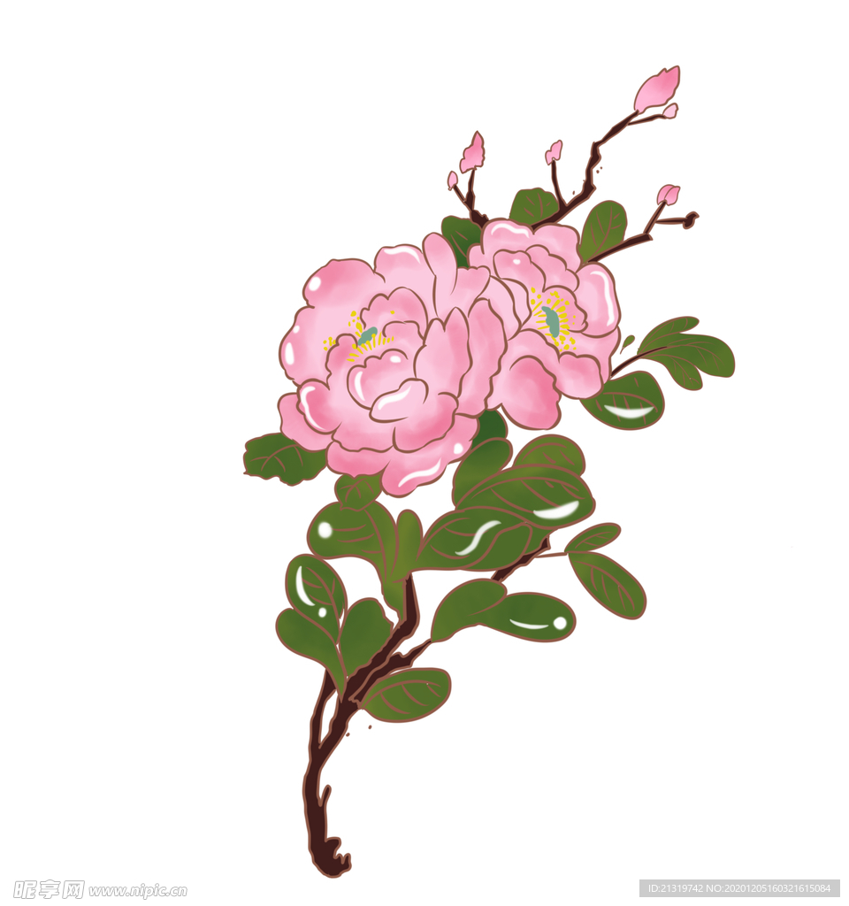 牡丹手绘素材