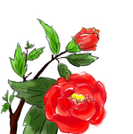 牡丹插画素材