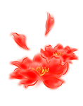 牡丹素材