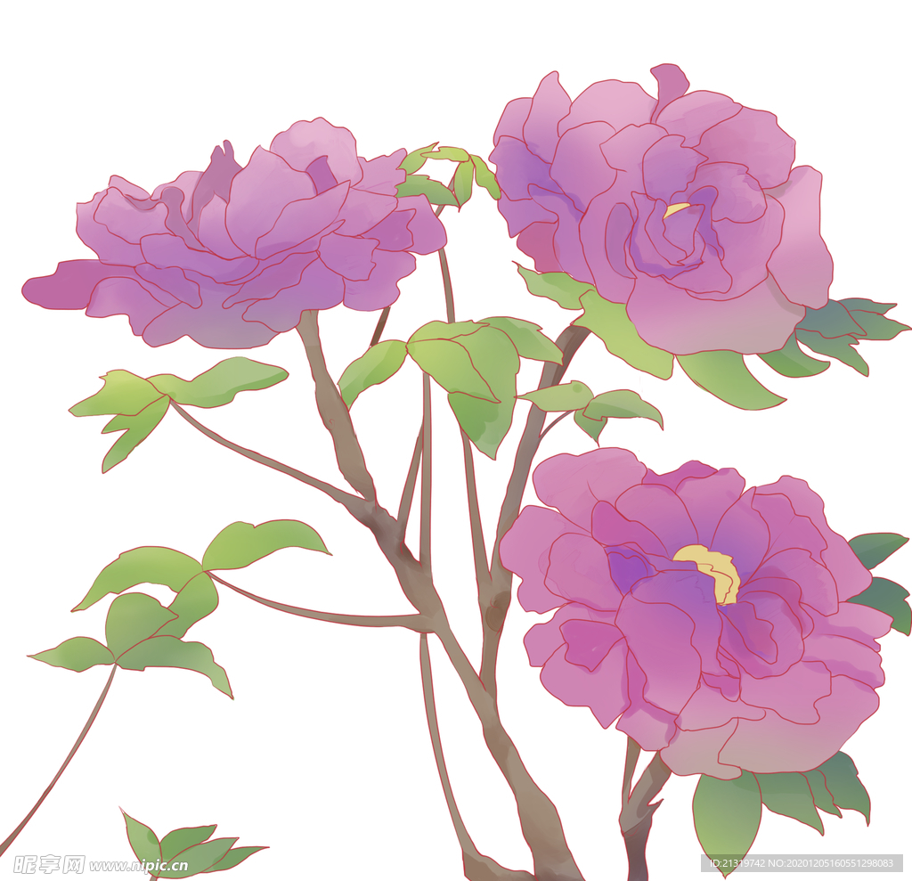 紫色牡丹插画