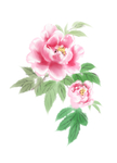 水彩牡丹插画
