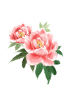 牡丹水彩插画