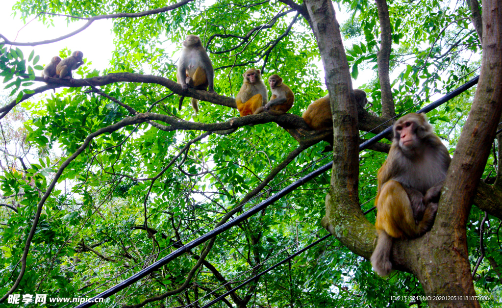 树上猴子