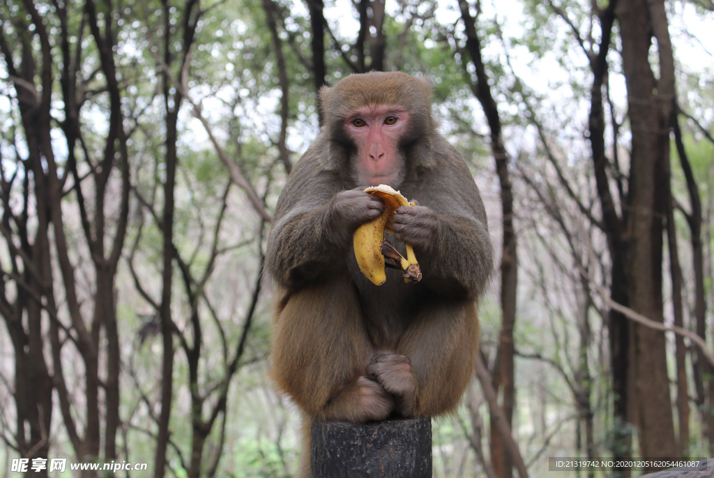 吃香蕉的猴子拍摄素材