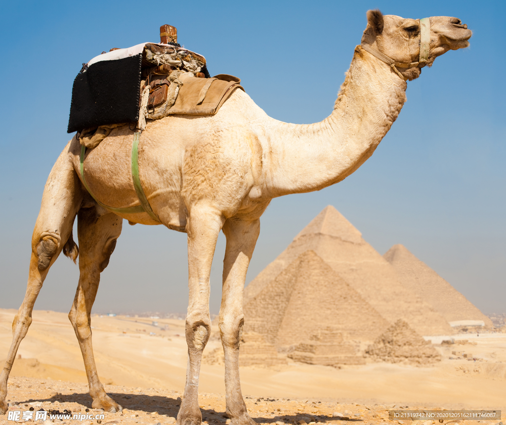 沙漠里的骆驼高清大图