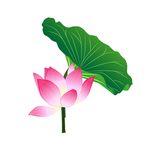 粉色荷花插画