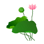 夏至两片荷叶粉色荷花插画元素
